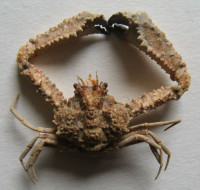 Rhinolambrus hayamaensis 1)  (Sakai, 1965)